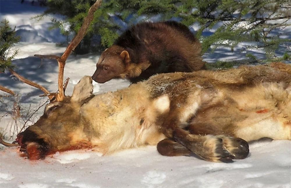 狼群偷袭棕熊的视频,狼群捕杀棕熊
