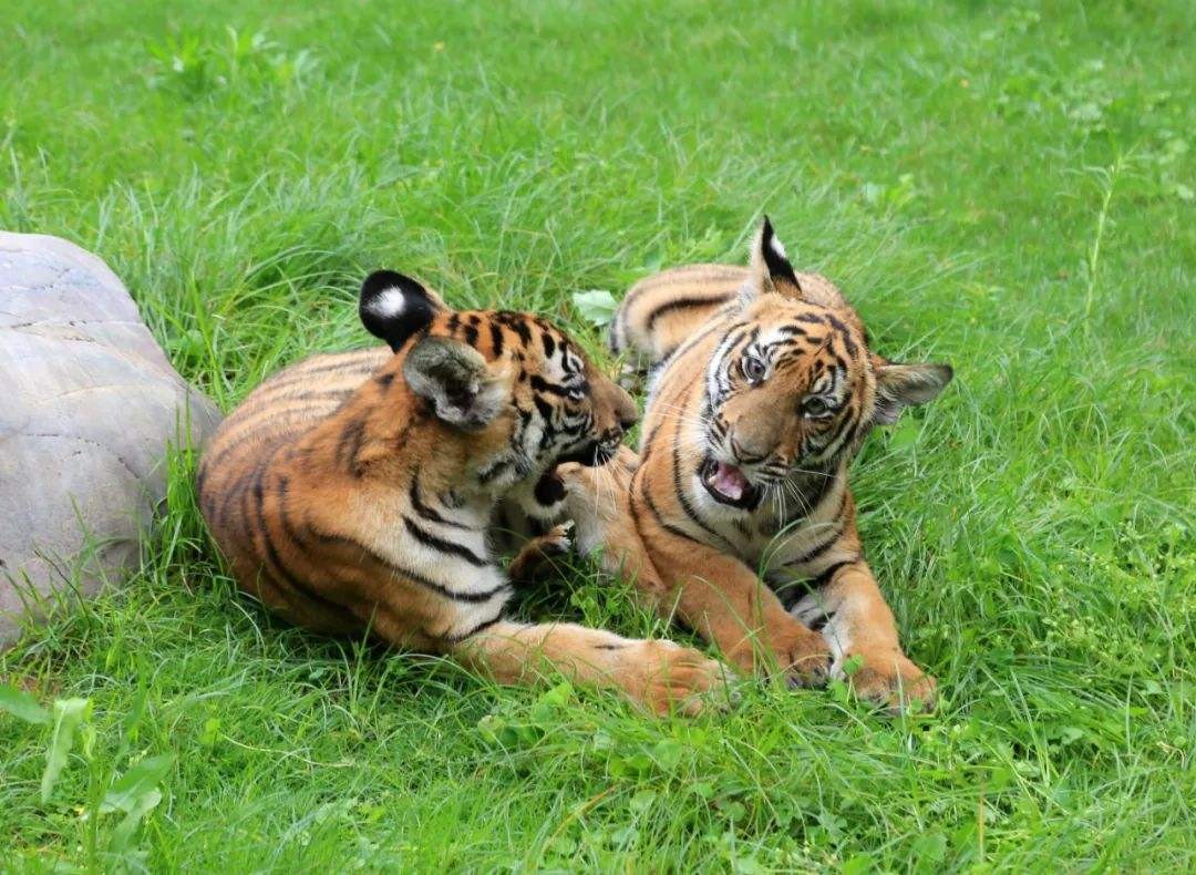 两只华南虎已能野外捕食,广东计划“放虎归山”,就不怕伤人?