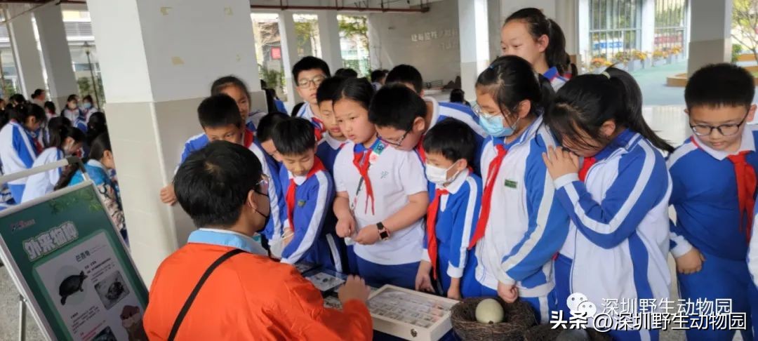 穿山甲穿山乙,穿山穿山甲真的能穿山吗