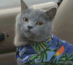 狸花猫智商相当于人类几岁,猫界智商排行榜狸花猫排第几