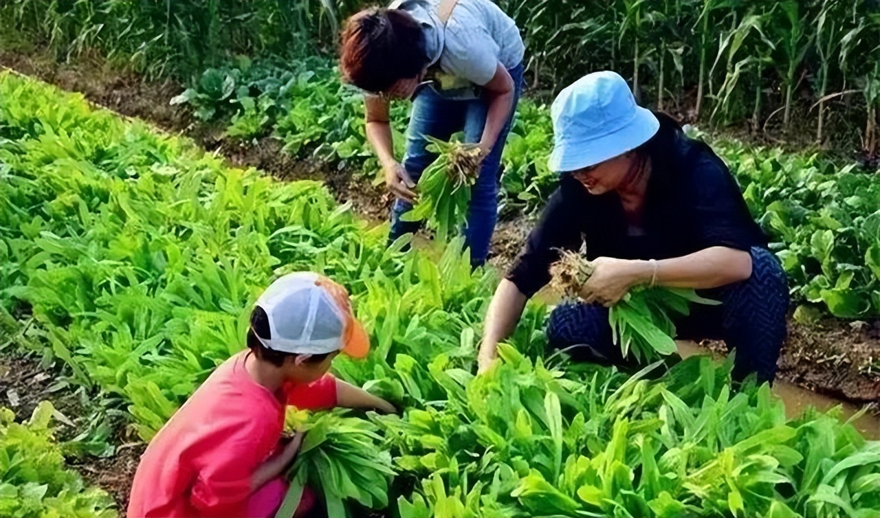 1.5亩地收入却高达19万，这个“共享农场”如何做到的？