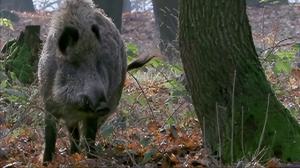 瀹夊窘鎬簨姣嶇尓鐢熶笅閲庣尓,鍐滄潙姣嶇尓浜т笅濂囩壒鐢熺墿