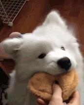 各种种类狗狗的优缺点,适合家养的狗狗优缺点