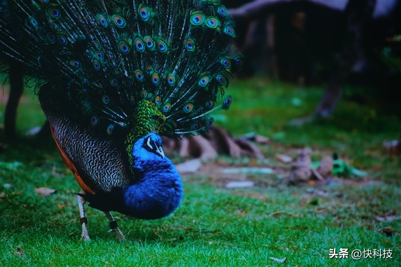 当贝newd3x投屏测评,3000元左右当贝投影仪推荐