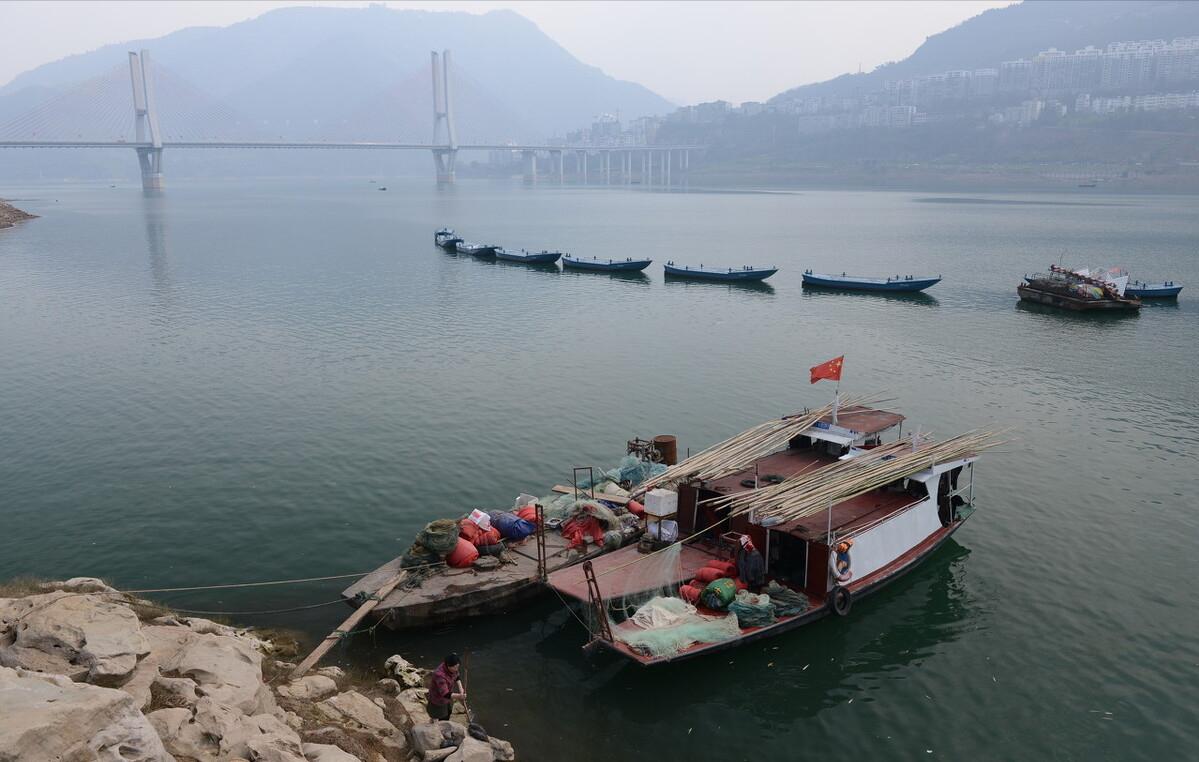 重庆“鱼坑”变鱼库,父子日捞1000斤赚12万!长江禁渔是救命草?