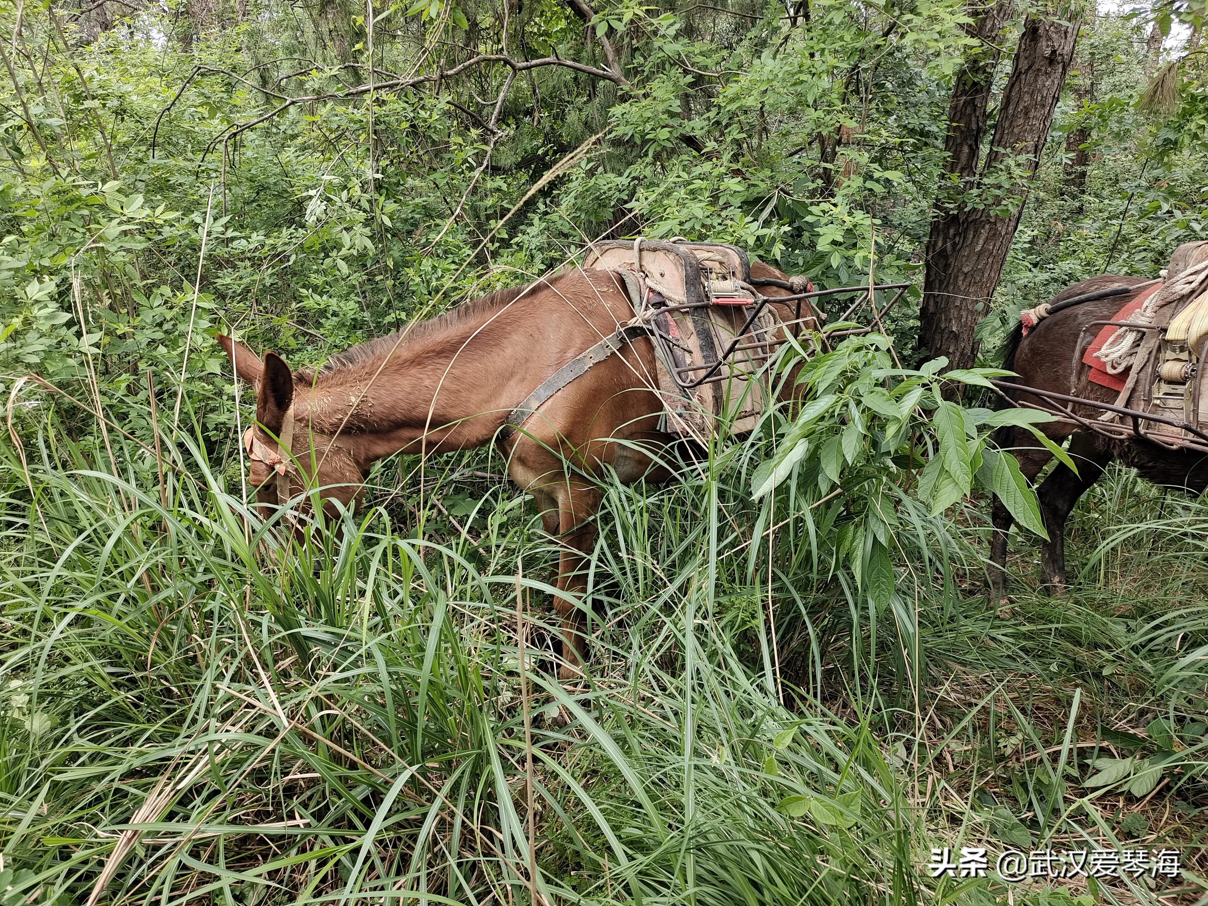 武汉青龙山爬山,武汉热门旅行线路青龙山穿八分山