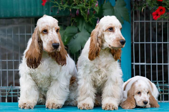 狗狗各种坏习惯,狗狗家中古怪行为引热议