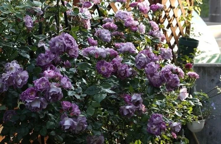 蓝色梦想树月季,蓝色梦想与什么蓝月季一样