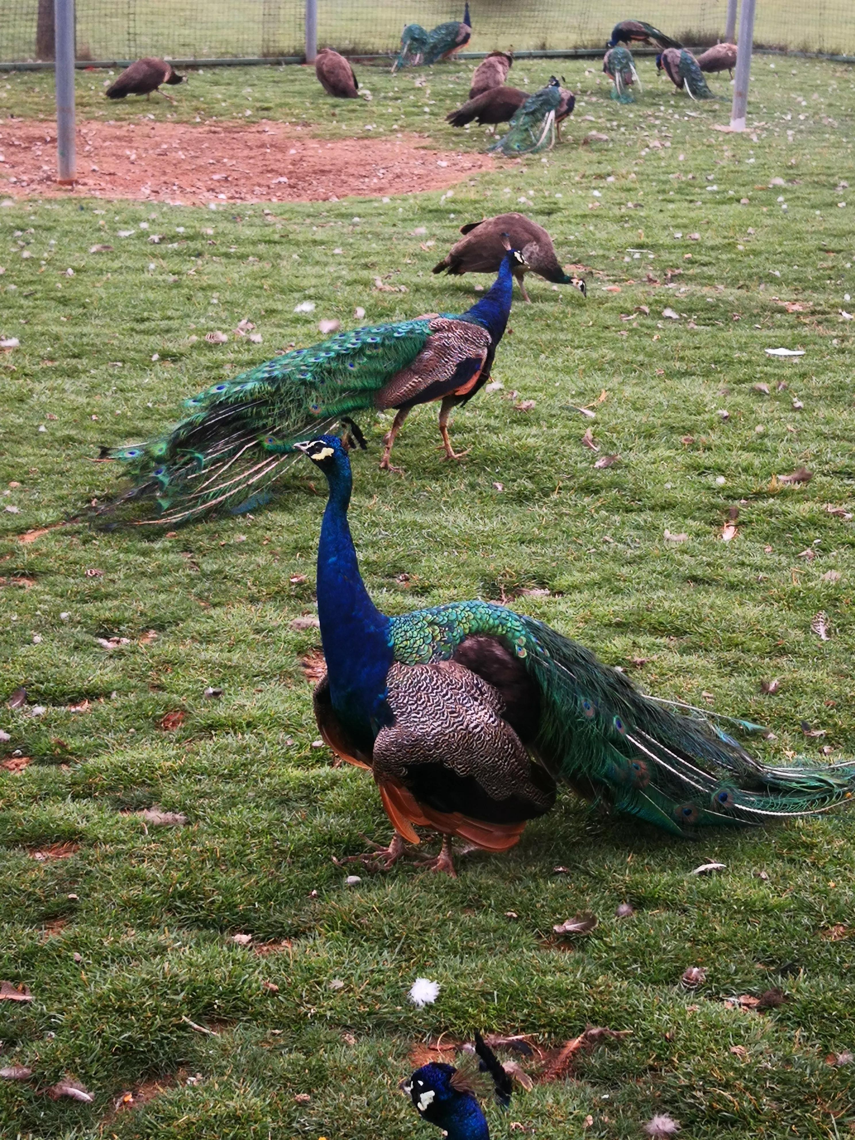 孔雀悠闲地在草地上嬉戏