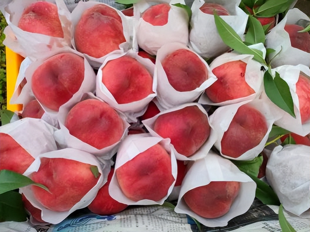 五一期间金堂附近水果采摘,欢迎光临金堂县万亩果园观光采摘