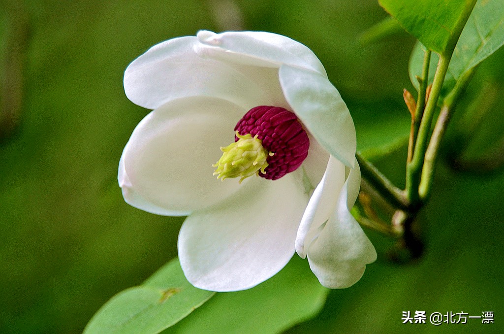 抚顺天女木兰苗规格,抚顺的天女山