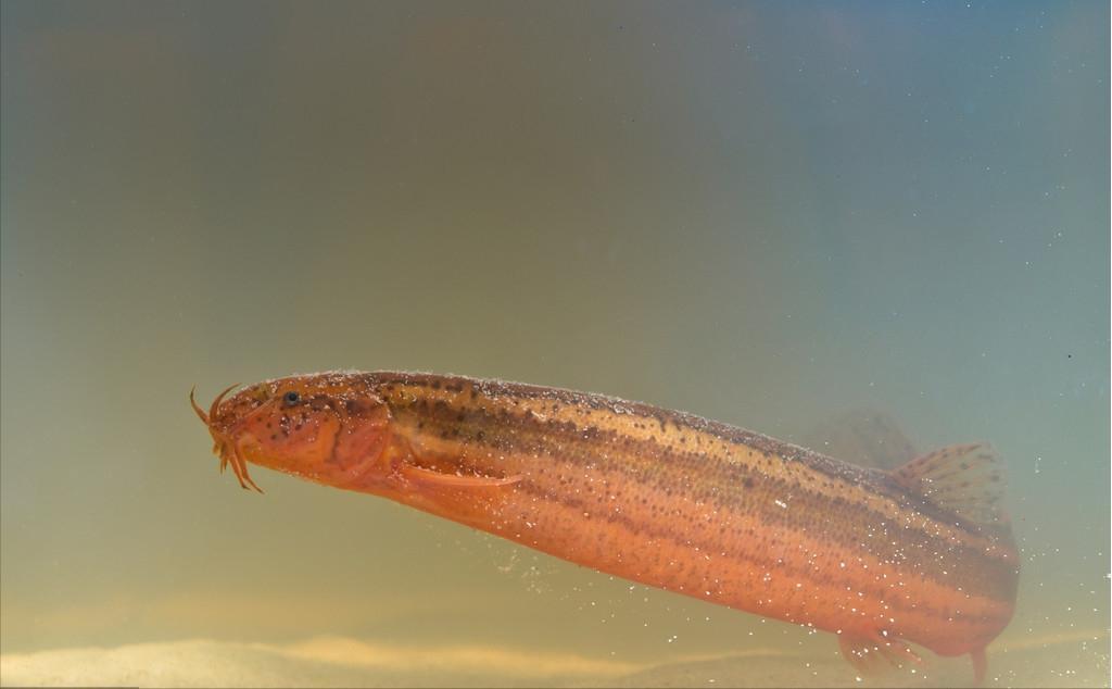 泥鳅水花常见病害及解决方法,泥鳅黄鳝的养殖技术和病害