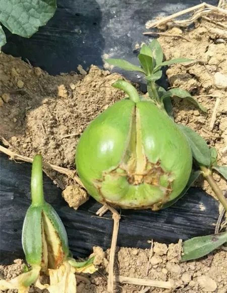 薄皮甜瓜裂瓜的原因和防治办法,甜瓜膨大期怎样放风不裂瓜合适