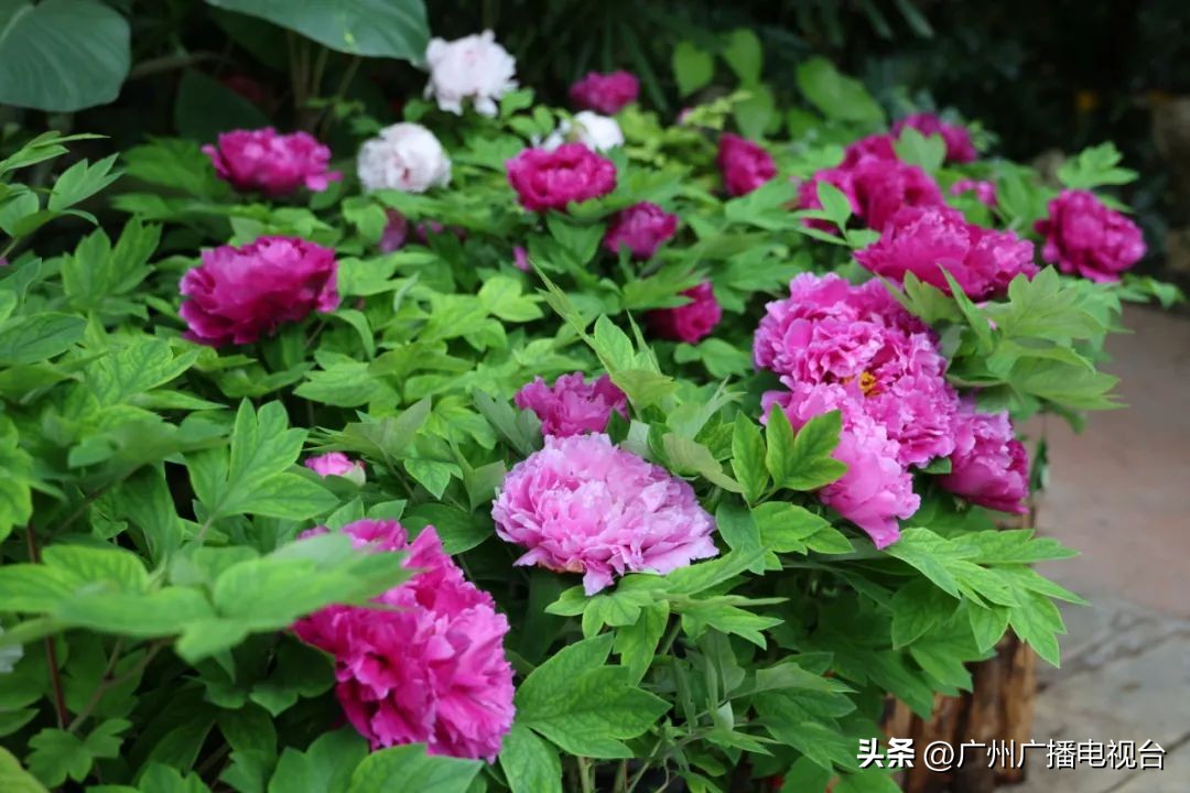 2023年全国兰花展预告,世界上最好看的兰花展