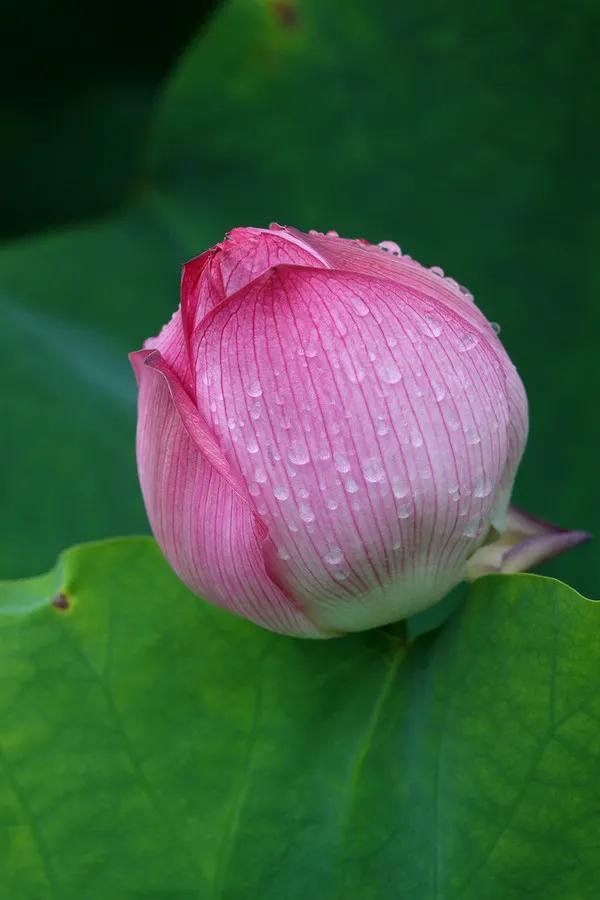濯清涟而不妖说的是荷花还是莲花,濯清涟而不妖的荷花名句