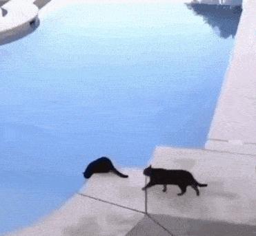 猫做核酸了么,猫核酸检测有必要做吗