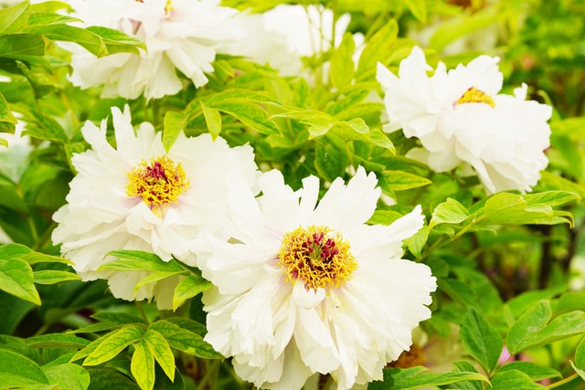 最美的国花牡丹,美丽壮观的国花牡丹