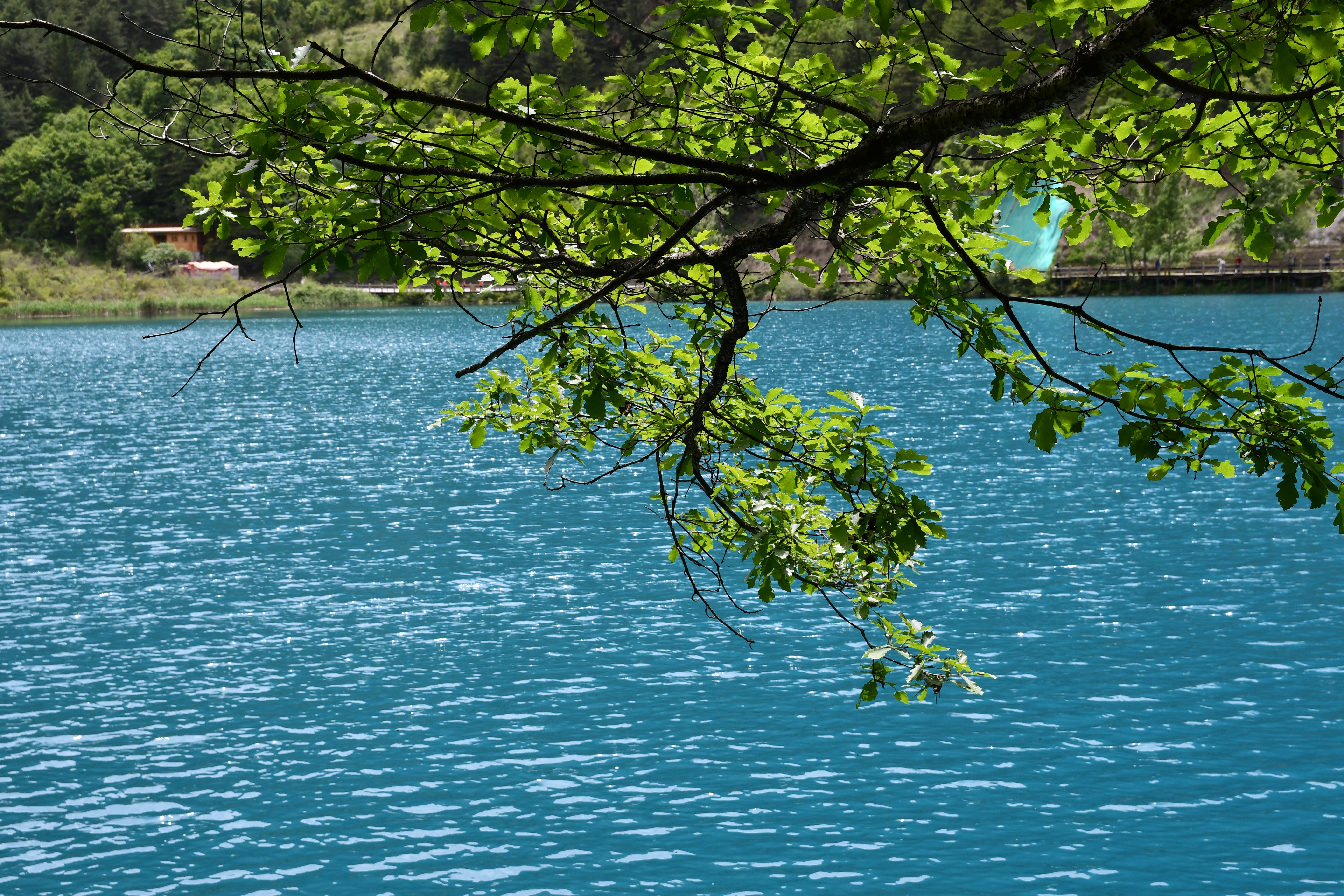 成都到九寨沟自驾旅游攻略自由行,成都到九寨沟旅游攻略最佳路线