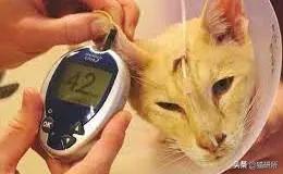 猫咪低血糖严重脱水,猫咪低血糖能导致低体温吗