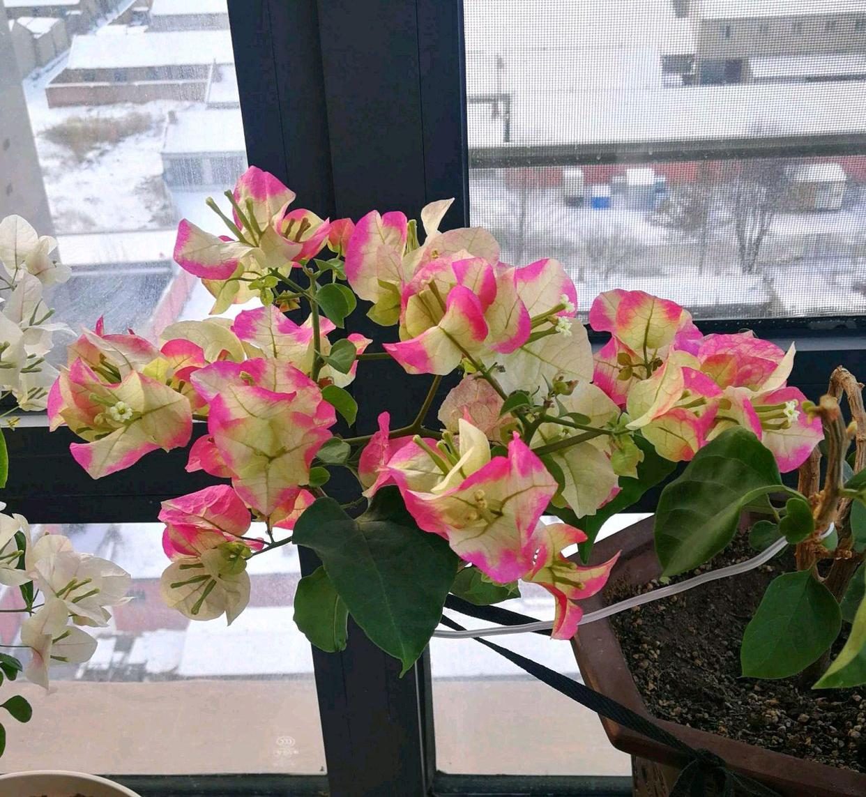 10种公认最好养的花三角梅,十种勤花三角梅