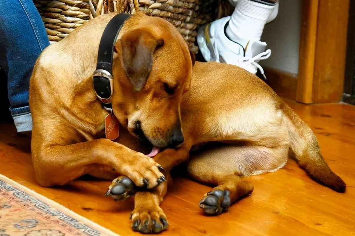 狗狗总是舔尿道怎么回事,狗狗总是舔关节部位是为什么