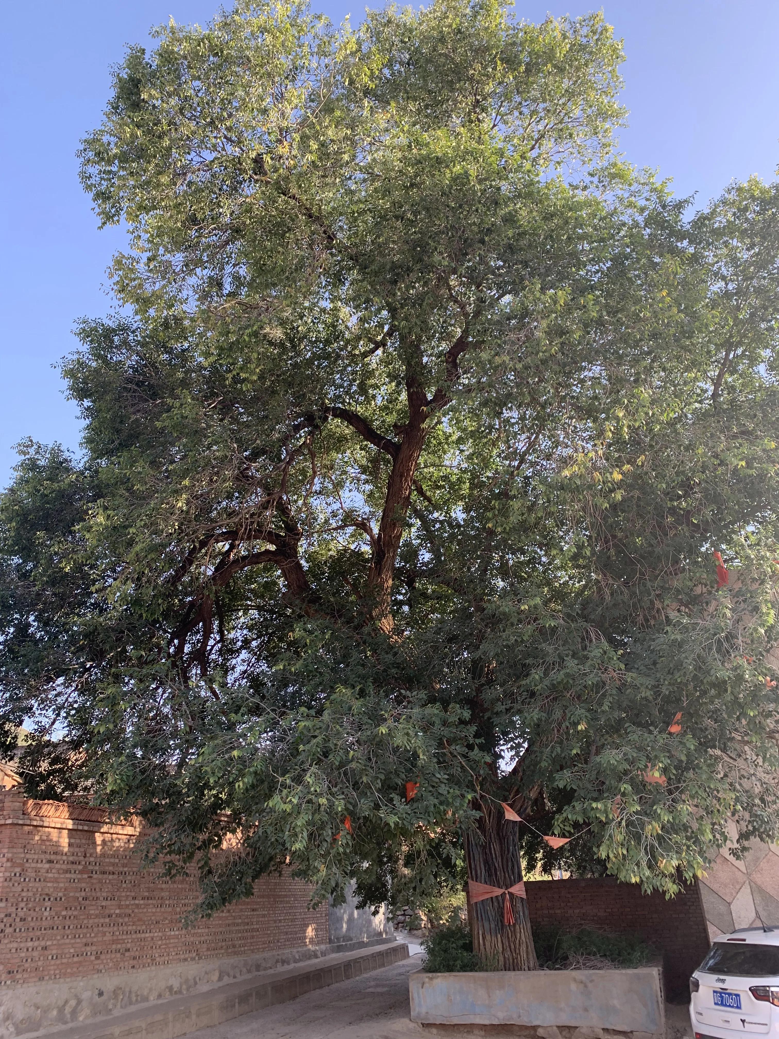 寮犲鍙ｅ競瀹ｅ寲鍘挎潕澶т汉搴勬潃浜烘,瀹ｅ寲鏉庡ぇ浜哄簞鍦板悕鏉ュ巻