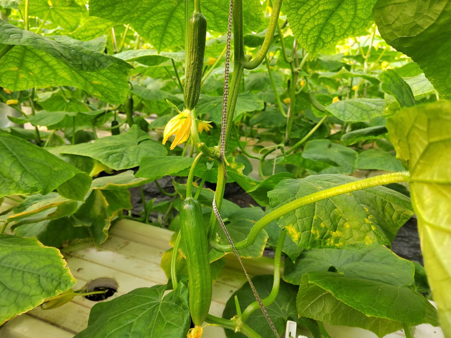 种黄瓜怎么落蔓,如何管理黄瓜种植才能结瓜多