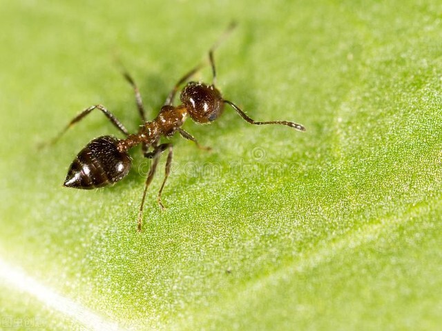 蚂蚁图片大全高清大图,蚂蚁图片欣赏