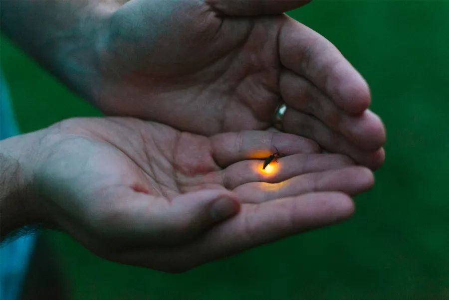 萤火虫的画法儿童画,夜晚怎么画简单又漂亮萤火虫