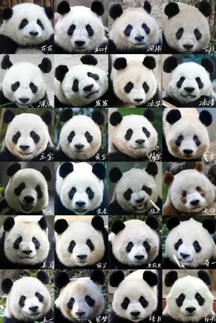 2023第一季度沙雕新闻卷上了,为了骗钱*子骗**造了一整个派出所