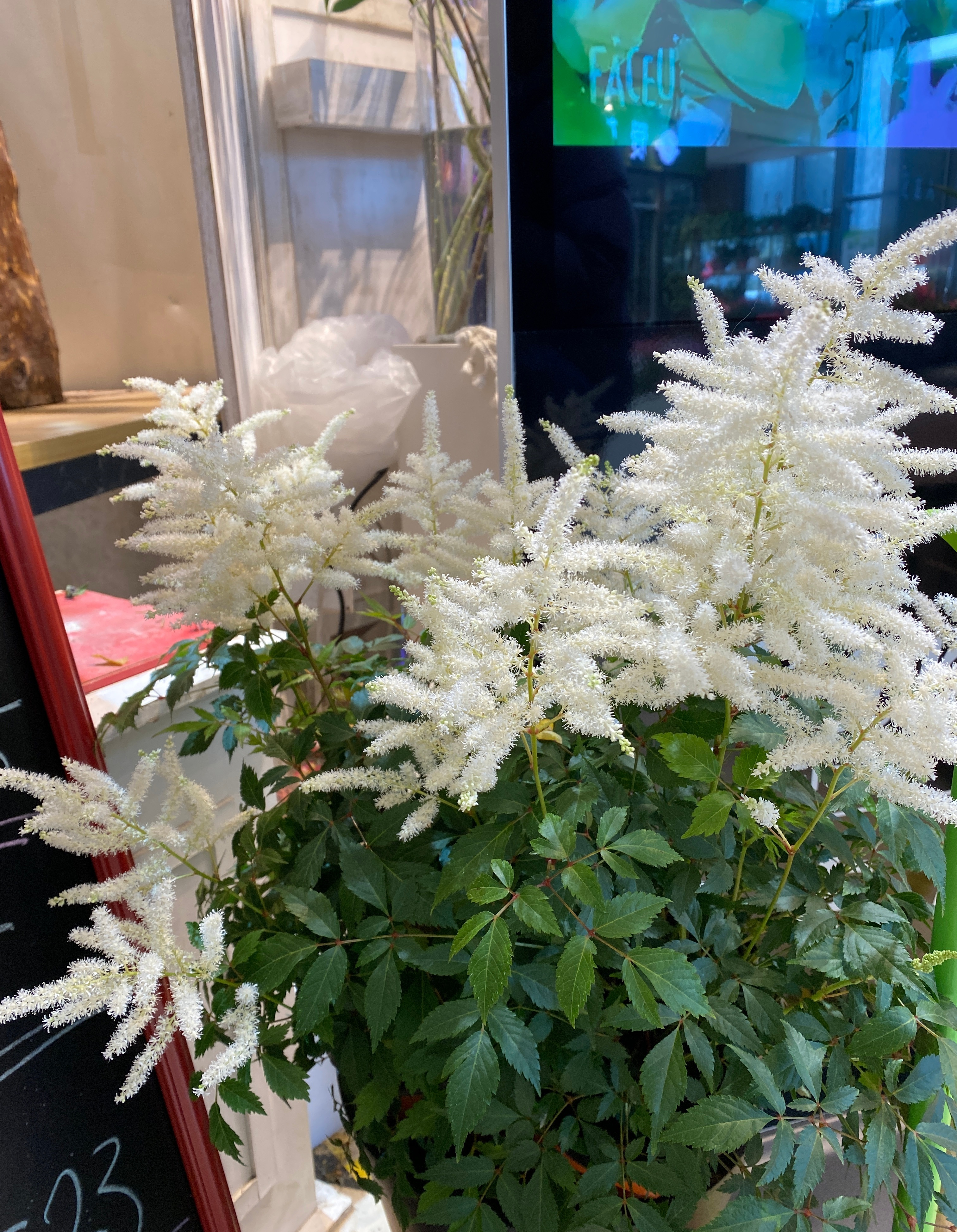 落新妇花卉开花好看吗,容易养殖的素雅花卉图片及名称