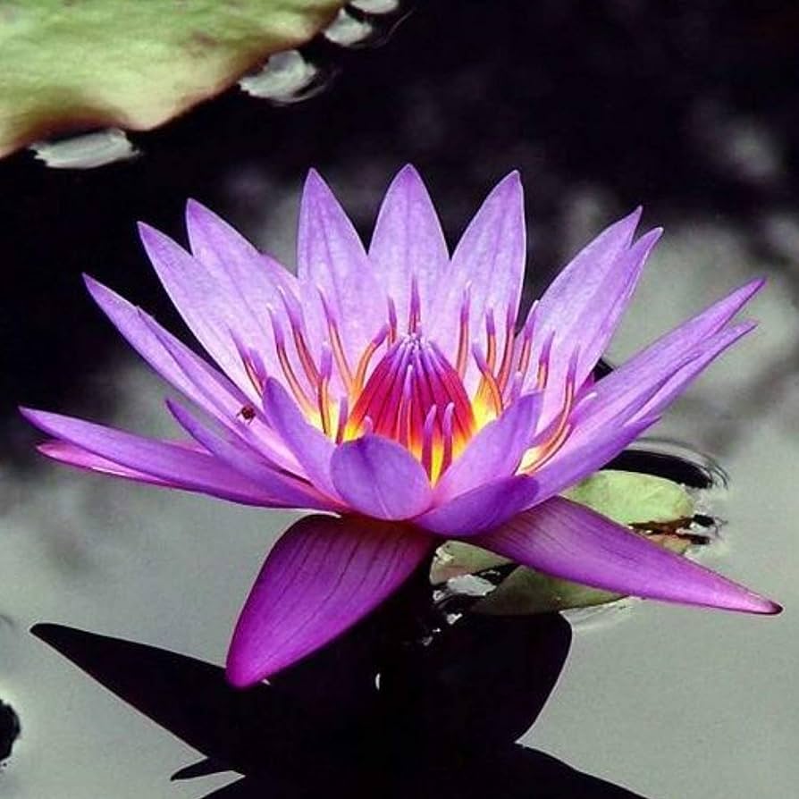 世界十大天价花卉，最贵的花多少钱