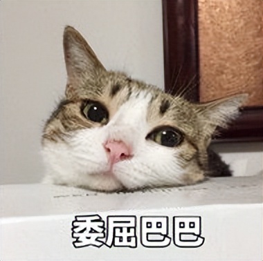 宠物猫被法拍为主人还债,主人欠钱拍卖猫