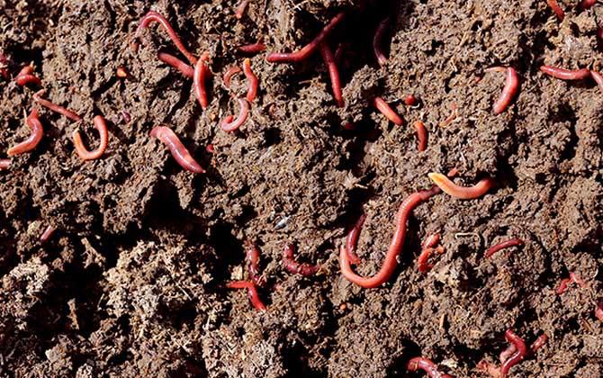 禽畜粪便环保处理,畜禽粪便处理循环利用利弊