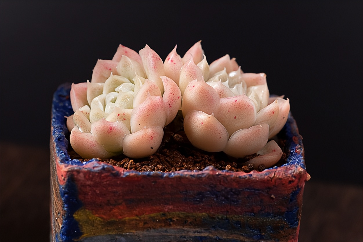 月影系最好养的多肉,月影系多肉最好养的品种