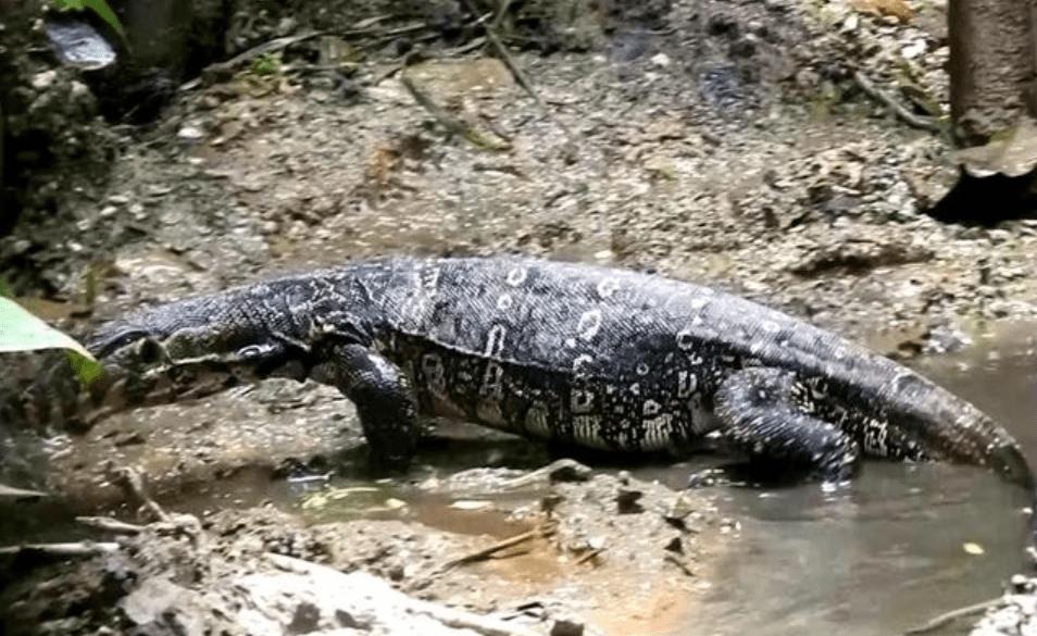 上海钓鱼佬钓起“五爪金龙”，差点牢底坐穿？金龙到底什么来头？