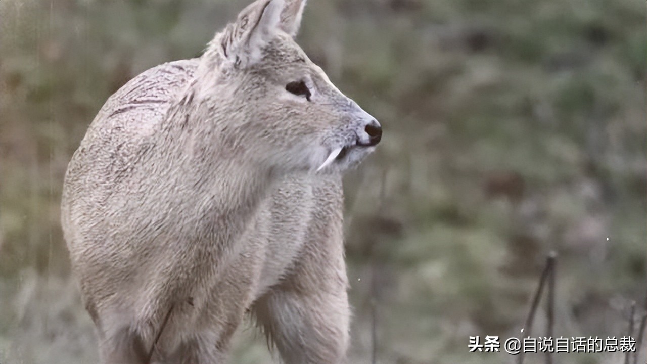 超级血液代表着什么,超级血液是啥