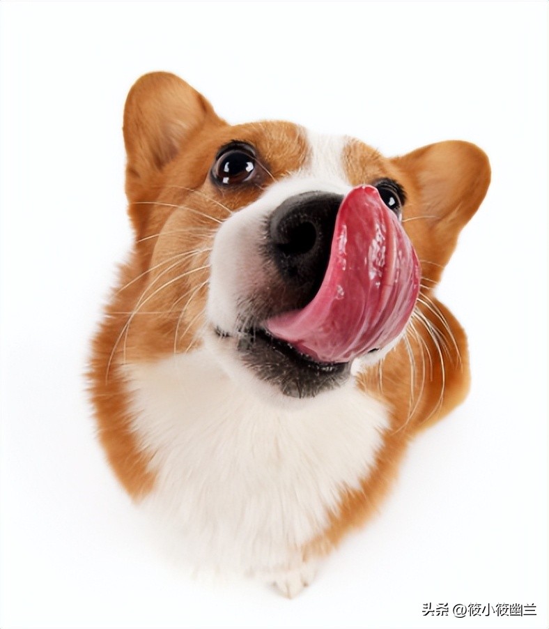 狗狗拉稀呕吐白色泡沫怎么回事,狗狗拉稀加呕吐吃什么药好得快