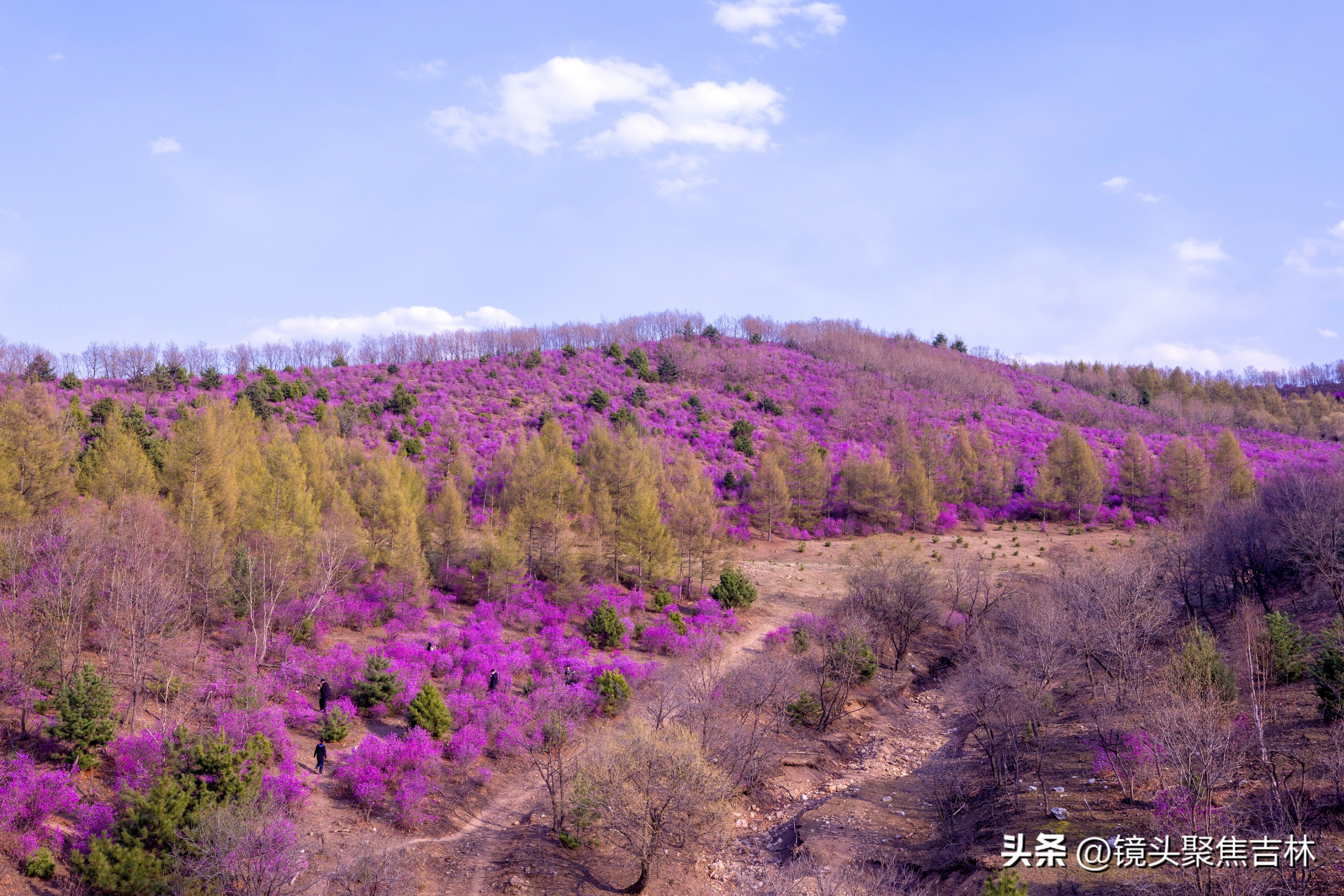 *光春**明媚吉林延边州金达莱花开美如“童话世界”