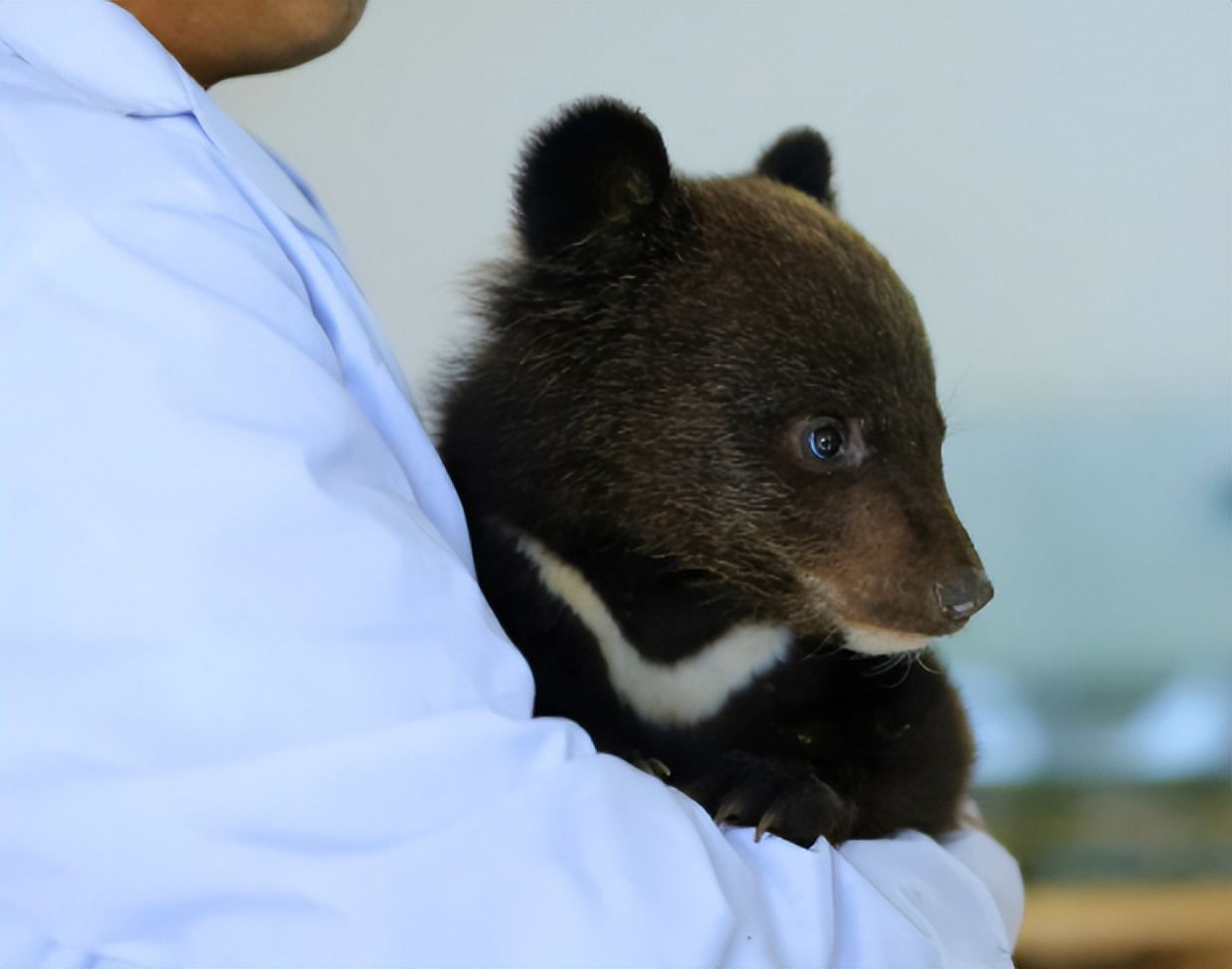 鏉戞皯鎶婄唺褰撶嫍鍏讳簡涓夊勾,琚潙姘戞敹鍏荤殑鐔婂唇