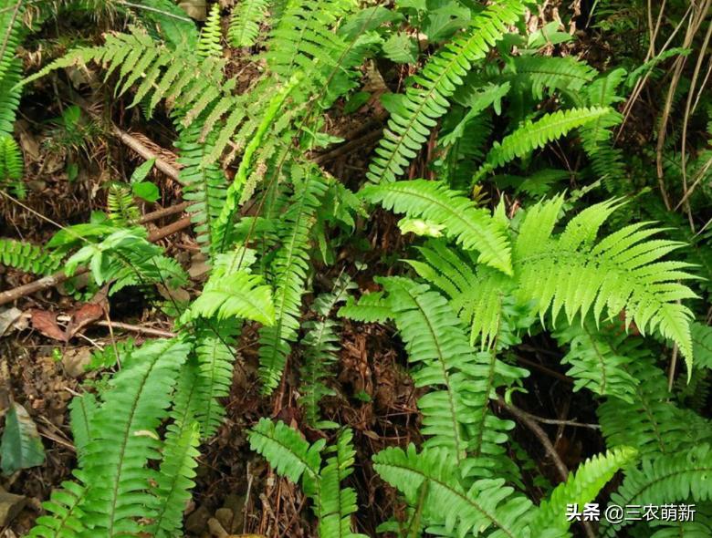 蜈蚣一样的草,中国最像蜈蚣的草