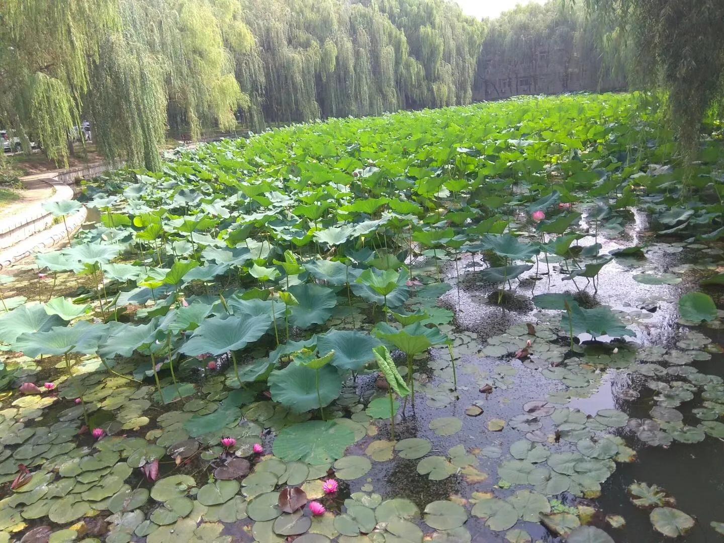 我的母校我的家乡,回母校宣传沈阳师范大学