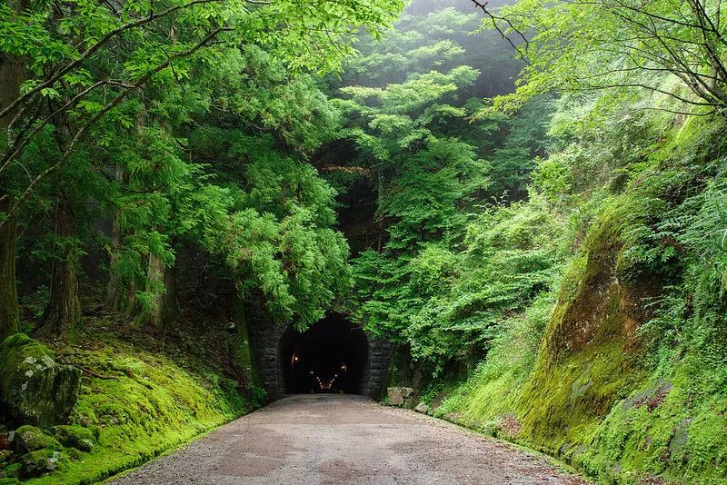 日本伊豆七彩神仙鱼,伊豆在日本哪个县