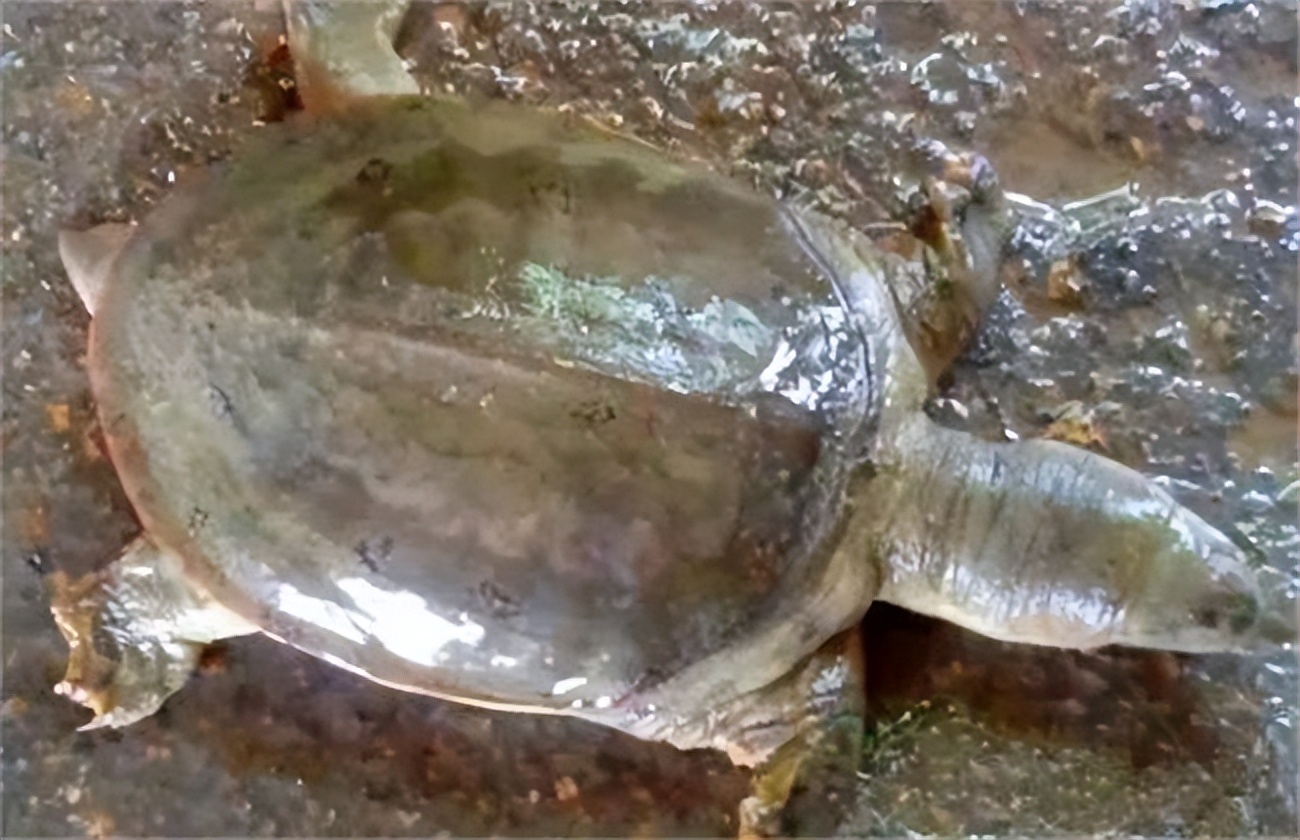 甲鱼红底板和白底板,甲鱼红底板图片