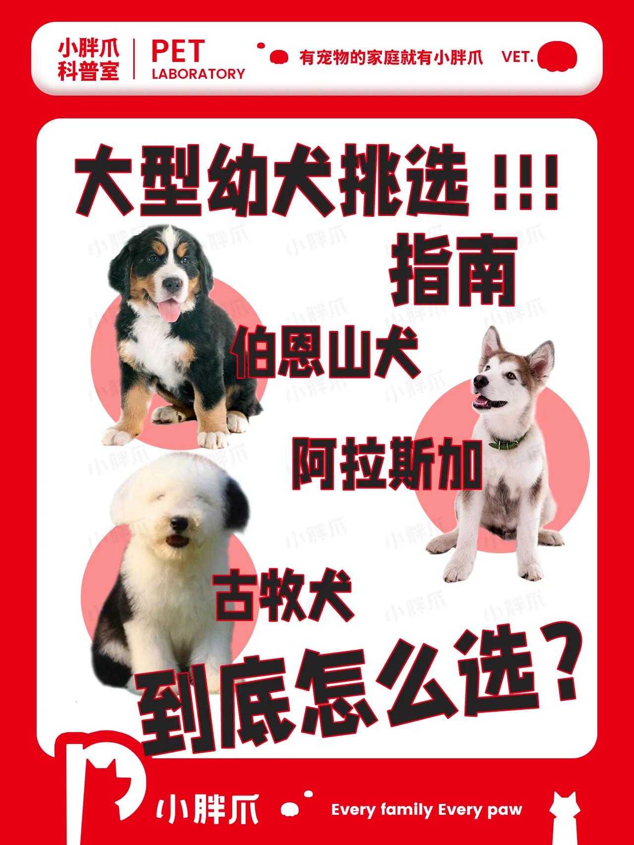 挑选小型犬需要注意什么,大型犬日常生活常识大全