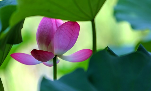 明日立夏是什么意思,明日立夏什么意思