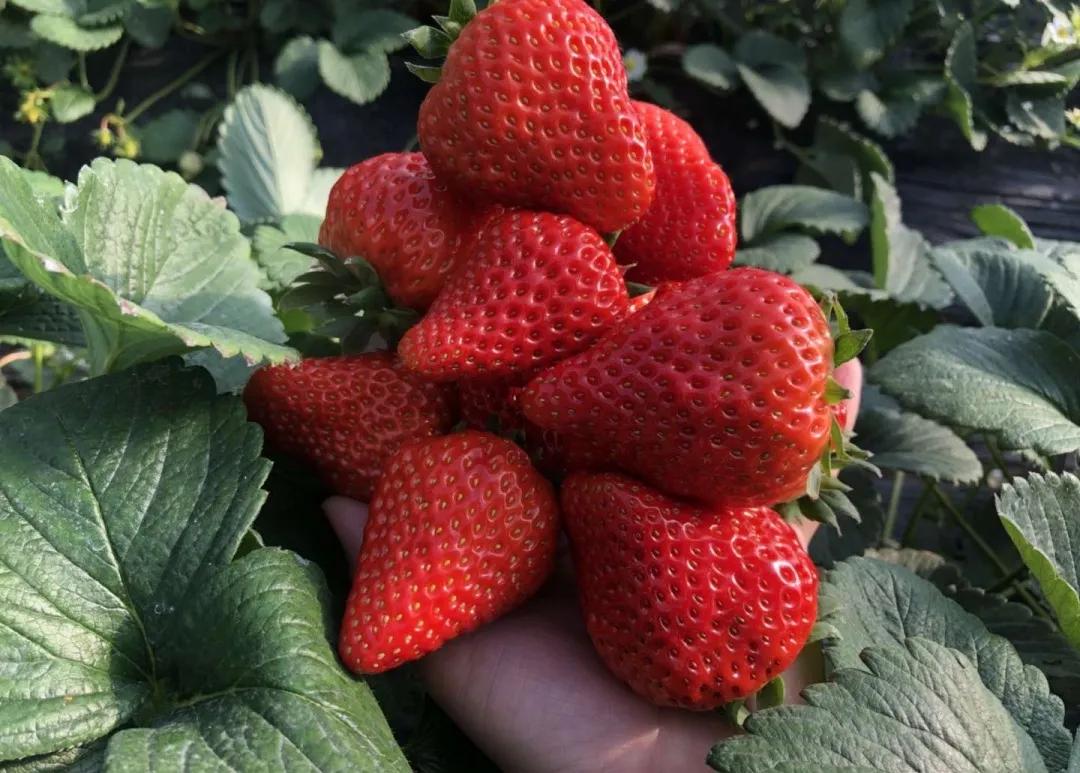 新年文旅大礼包,喜迎新春送豪礼活动