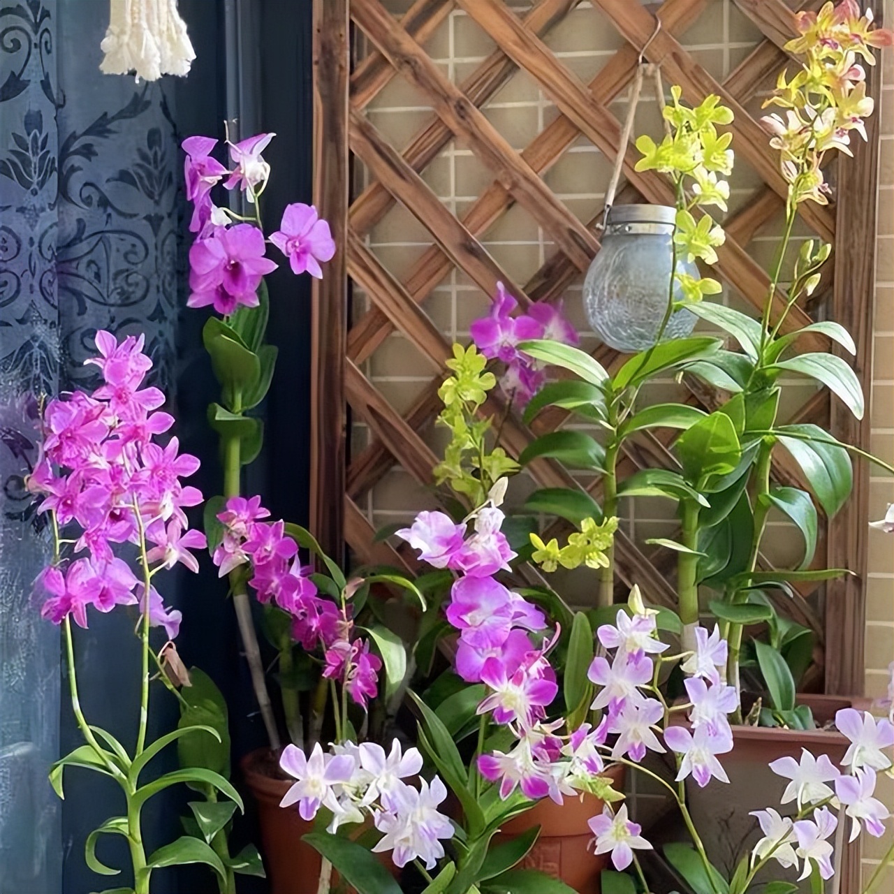 适合室内养的耐阴花和植物,就养这10种耐阴花比绿萝都好养