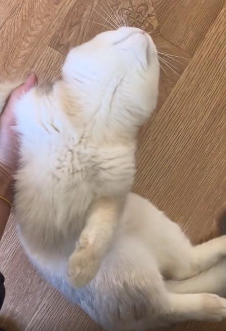 驴得水小朋友是智障猫吗,全网公认的智障猫怕水