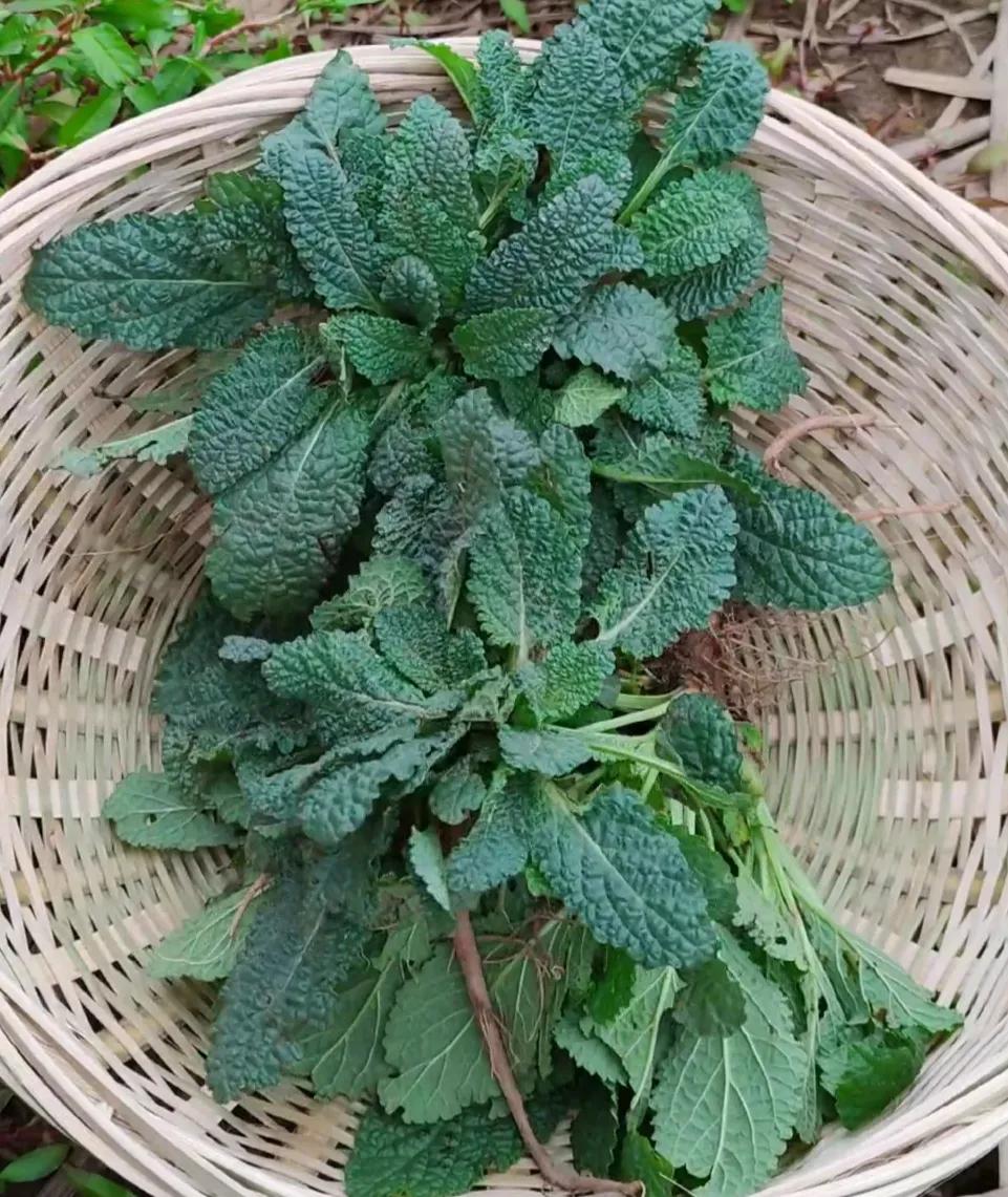 农村常见的顽固藤条植物,农村常见的止血植物图片